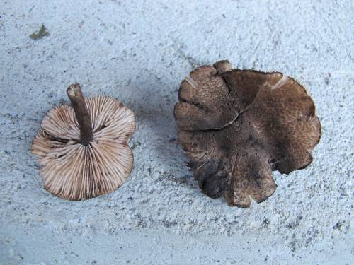 Entoloma_scabiosum