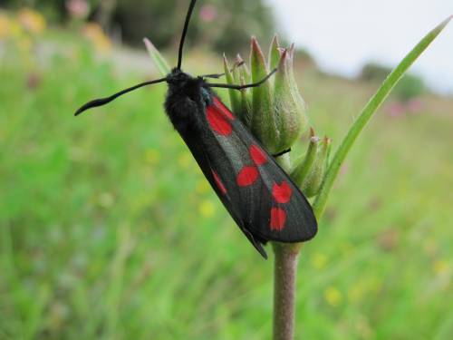 Zygaena_filipendulae