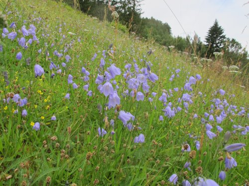 Campanula rotundifolia