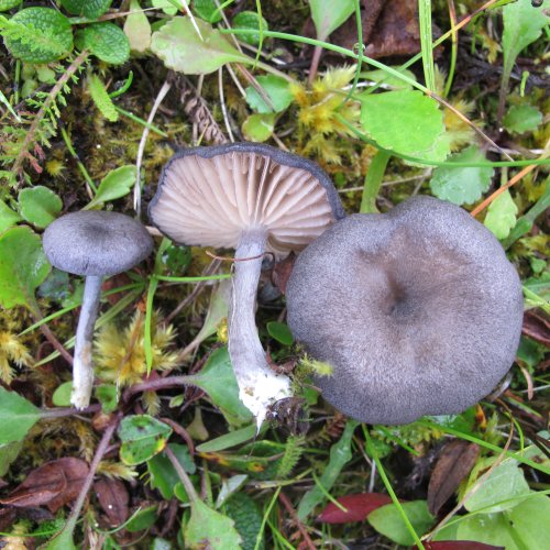 Entoloma mougeotii