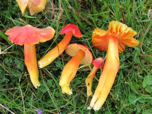 Hygrocybe splendidissima