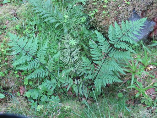 Dryopteris expansa var. willeana