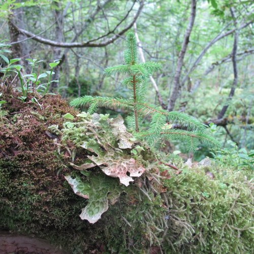 Picea sitchensis