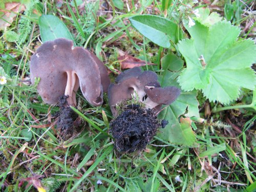 Helvella queletii