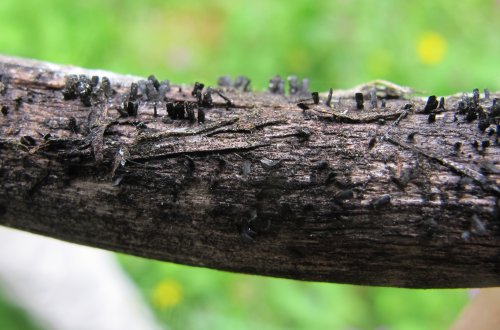 Glyphium elatum