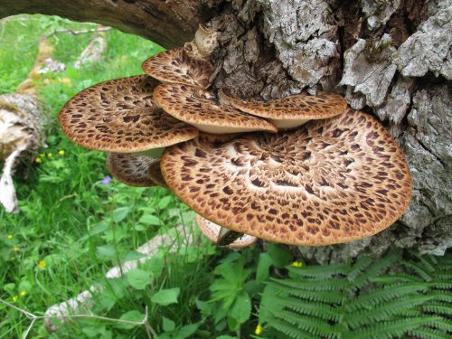 Polyporus squamosus