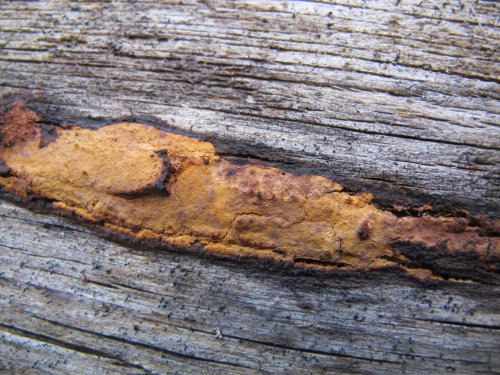 Erastia salmonicolor