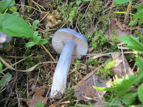 Entoloma bloxamii