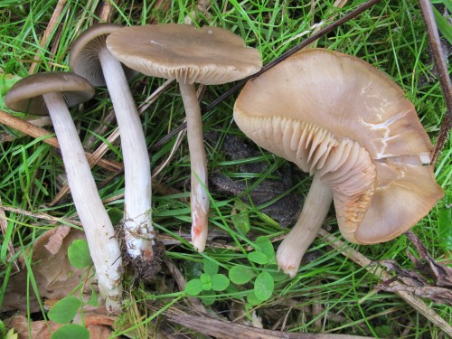 Entoloma rubrobasis