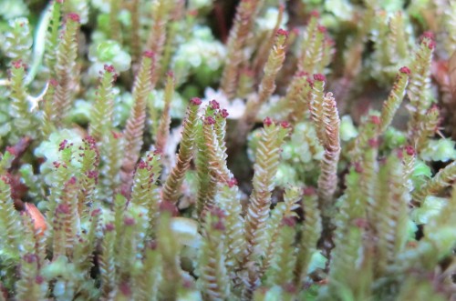Anastrepta orcadensis