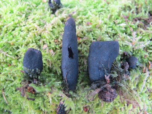 Xylaria polymorpha