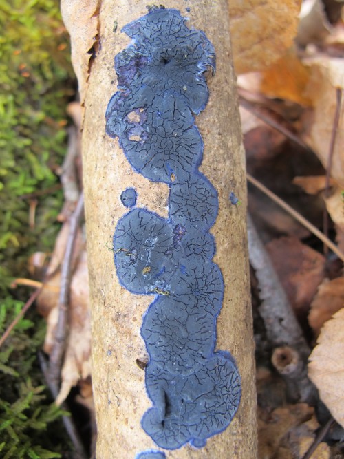 Terana caerulea