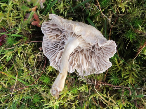 Hygrocybe canescens