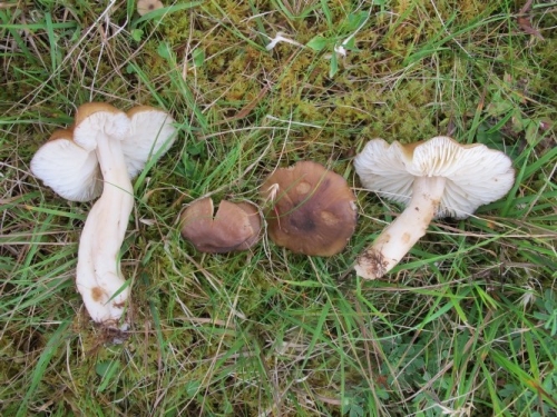 Hygrocybe ingrata