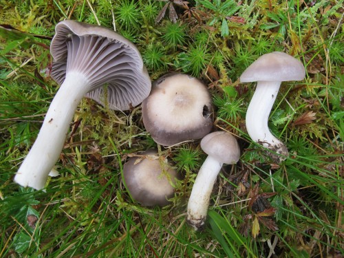 Hygrocybe lacmus