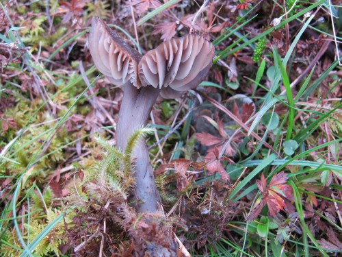 Hygrocybe ovina