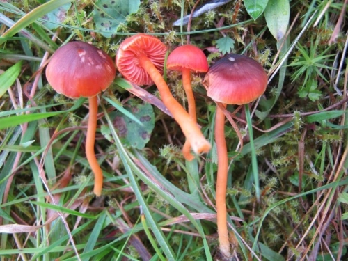 Hygrocybe phaeococcinea