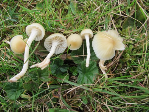 Hygrocybe russocoriacea