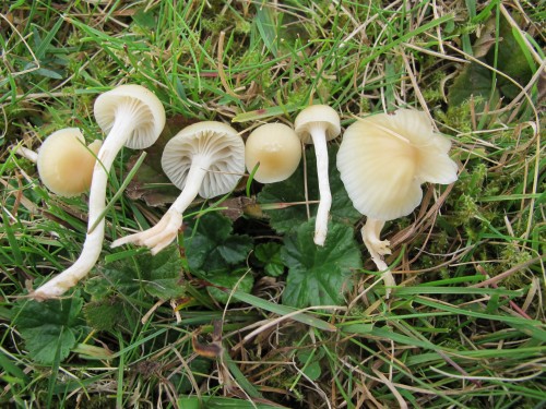 Hygrocybe russocoriacea