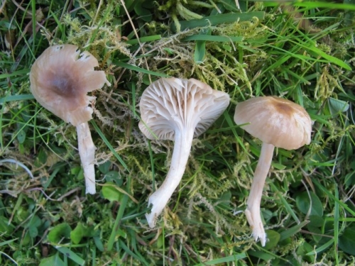 Hygrocybe virginea var. fuscescens