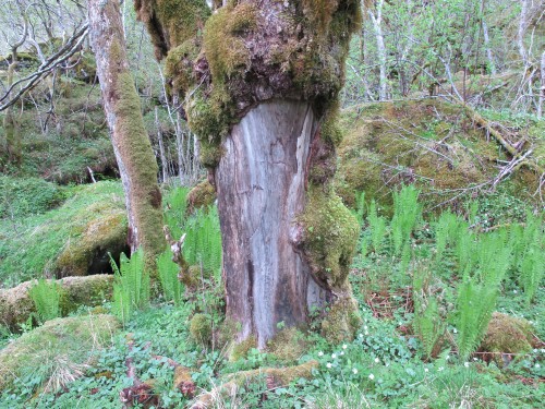 Red deer damage on Ulmus