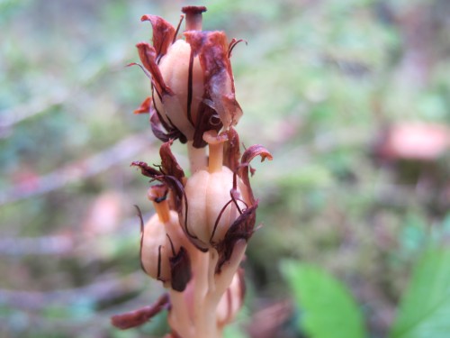 Monotropa hypopitys ssp. hypophegea