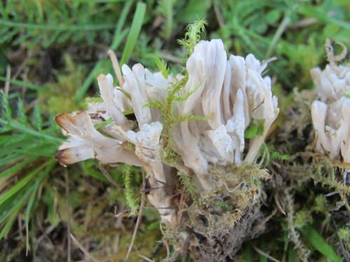 Tremellodendropsis tuberosa