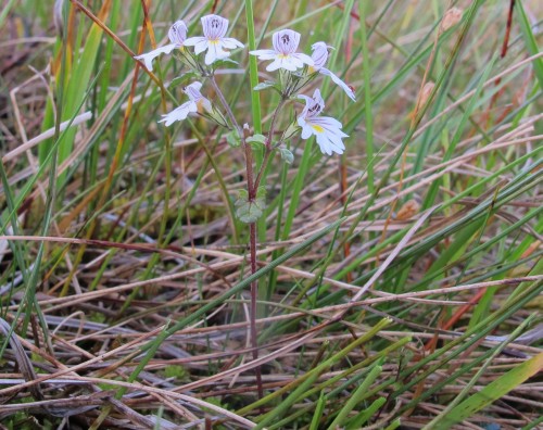 Euphrasia hyperborea