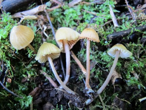 Entoloma pleopodium