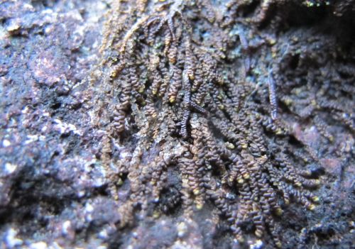 Frullania jackii