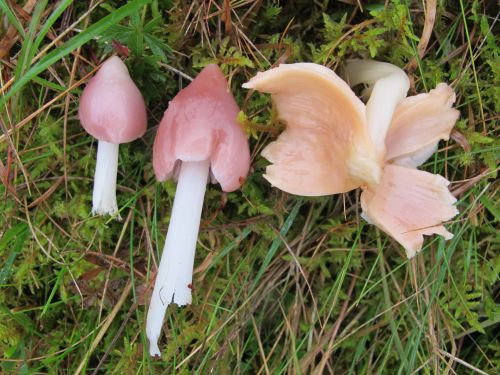 Hygrocybe calyptriformis