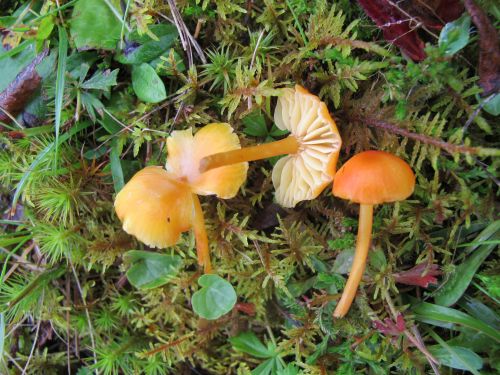 Hygrocybe subpapillata