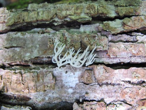 Lentaria epichnoa