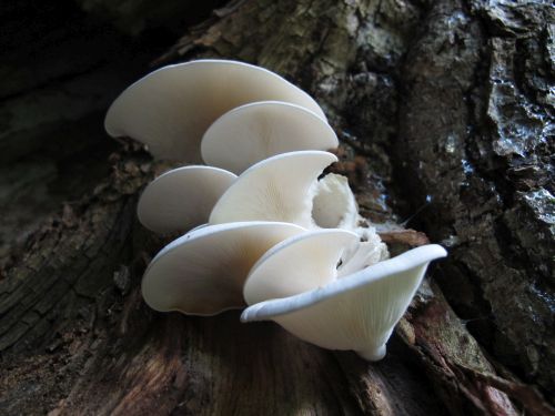 Ossicaulis lignatilis