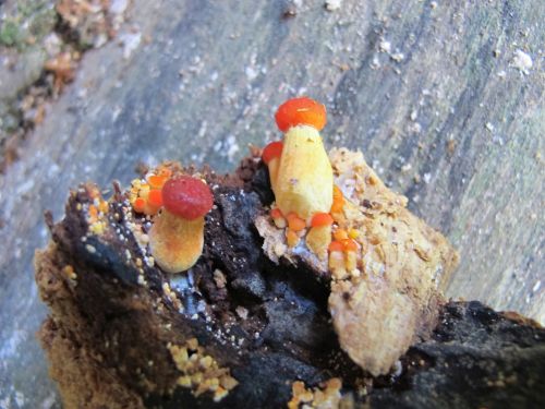 Pluteus aurantiorugosus