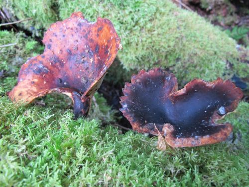 Polyporus badius