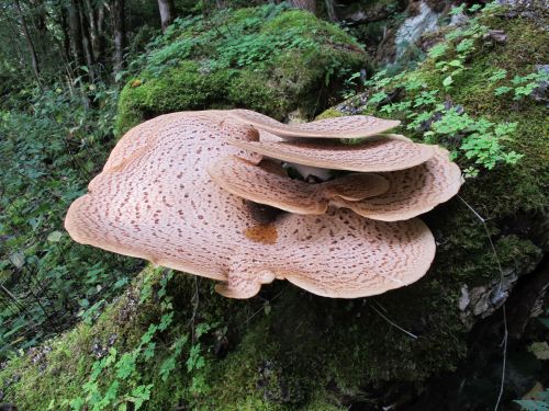 Polyporus squamosus