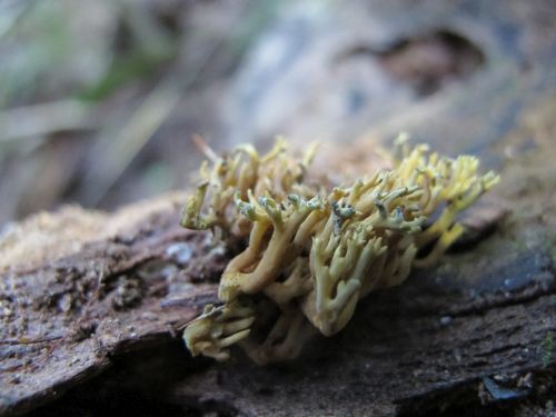 Ramaria apiculata