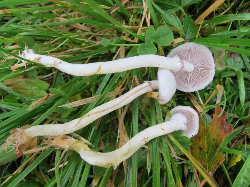 Stropharia albonitens